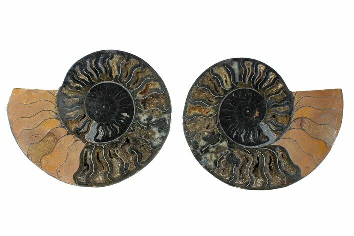 Cut/Polished Ammonite Fossil - Unusual Black Color #169700
